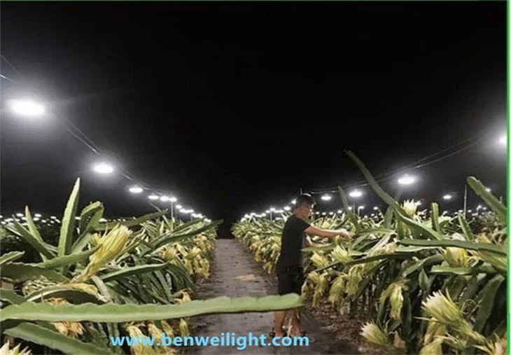 Dragon Fruit Specialist LED Grow Light - 5W Full Spectrum For Pitaya Bloom & Growth high quality